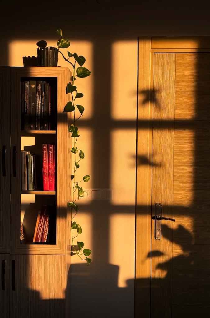 cozy warm interior with sun kissed bookshelf