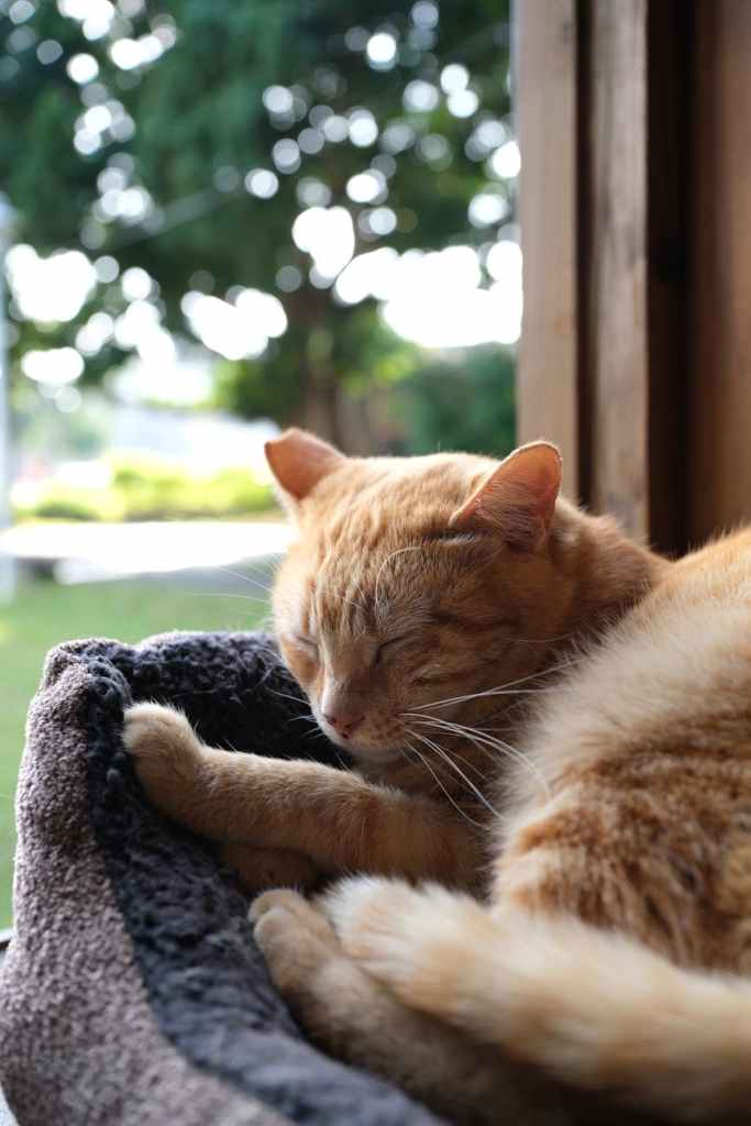 serene ginger cat sleeping by a window